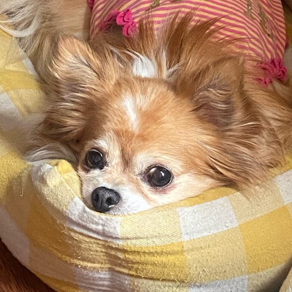 Meet your Posher, A - Picture 1 of 2